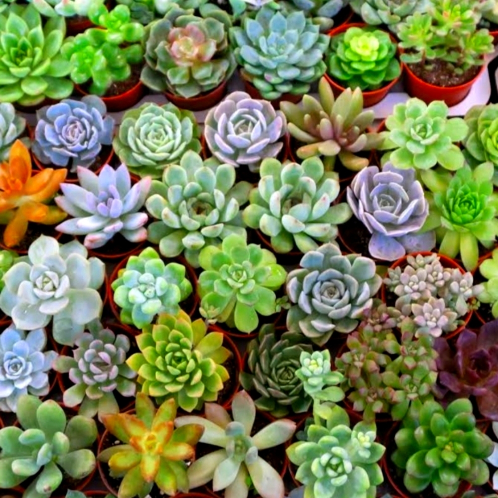 Meet your Posher, Patty